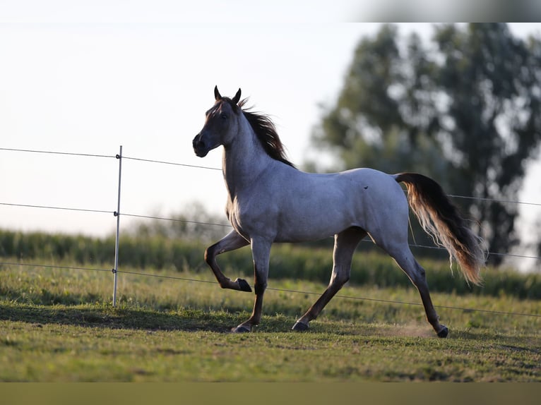 Tennessee walking horse Étalon 15 Ans 160 cm Rouan Rouge in Wemding