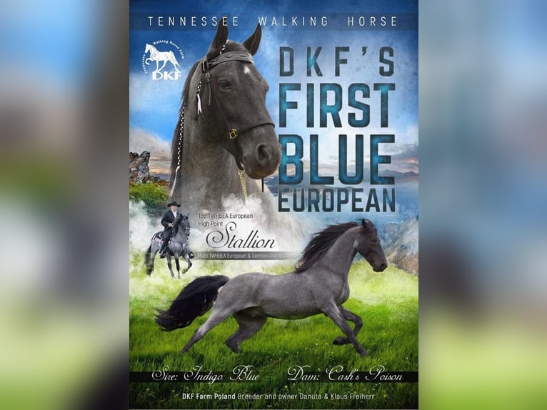 Tennessee walking horse Étalon 1 Année 165 cm Pinto in Diö