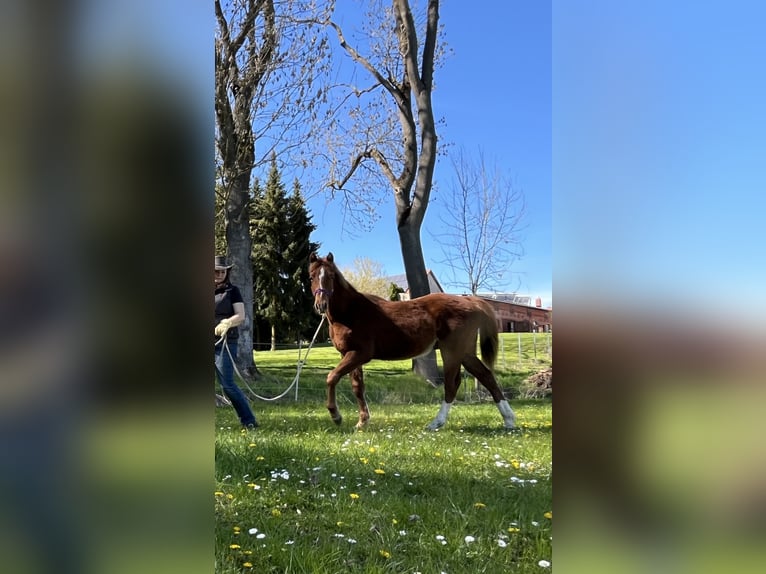Tennessee walking horse Croisé Étalon 1 Année Alezan cuivré in Jübar
