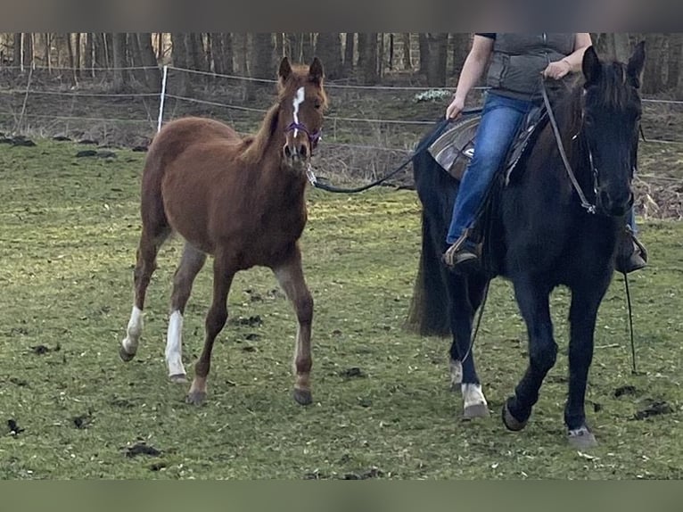 Tennessee walking horse Croisé Étalon 1 Année Alezan cuivré in Jübar