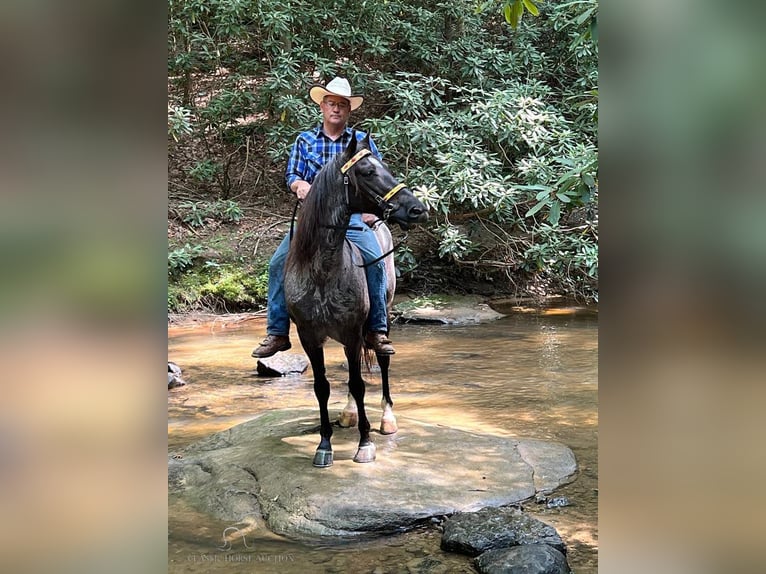 Tennessee walking horse Gelding 10 years 14 hh Roan-Blue in London, KY