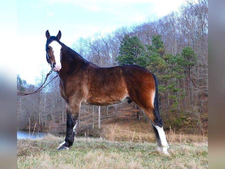 Tennessee walking horse Gelding 10 years 15,1 hh Roan-Bay in Salyersville KY