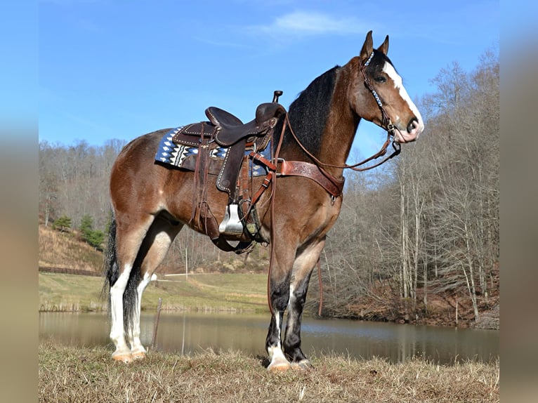 Tennessee walking horse Gelding 10 years 15,1 hh Roan-Bay in Salyersville KY