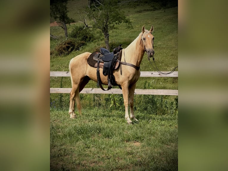 Tennessee walking horse Gelding 10 years 15.2 hh Palomino in Canton