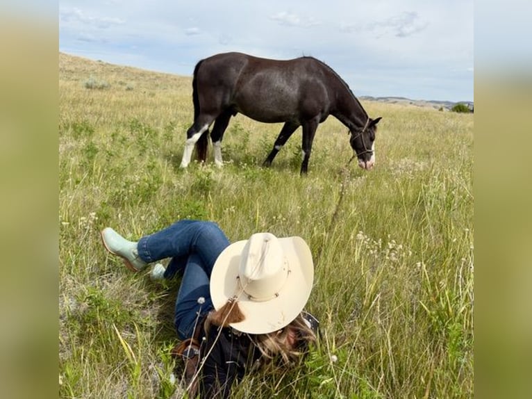Tennessee walking horse Gelding 10 years 15 hh Black in Jacksboro TX