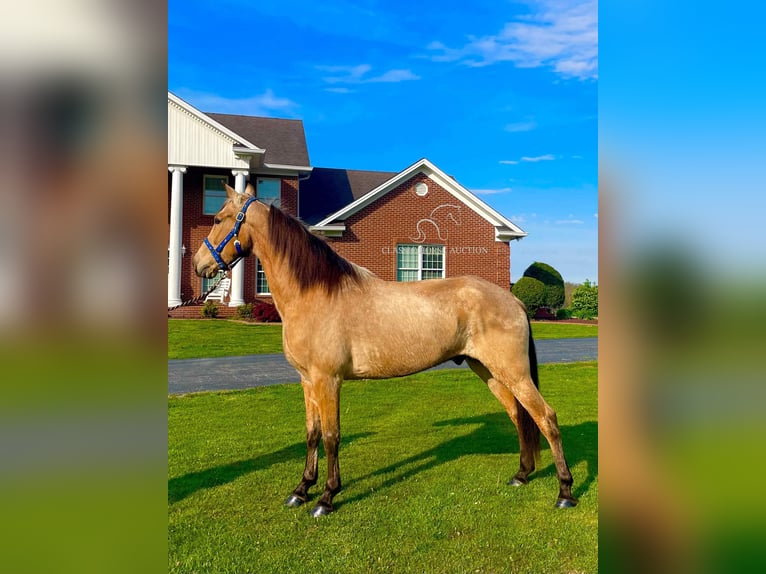 Tennessee walking horse Gelding 10 years 15 hh Buckskin in Tyner, KY