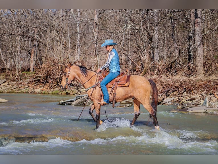 Tennessee walking horse Gelding 10 years 15 hh Buckskin in Hillsboro KY