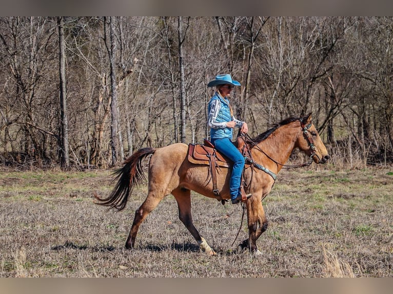 Tennessee walking horse Gelding 10 years 15 hh Buckskin in Hillsboro KY