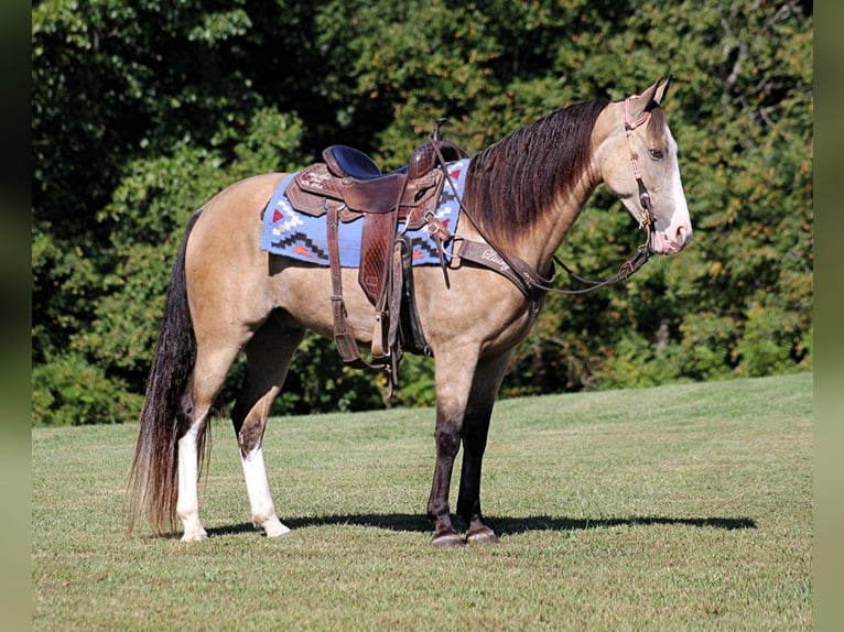 Tennessee walking horse Gelding 10 years 15 hh Buckskin in Jamestown, KY