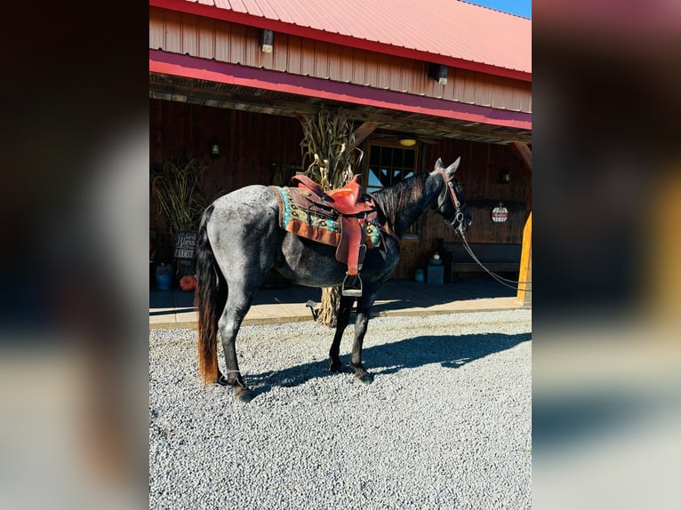 Tennessee walking horse Gelding 10 years 15 hh in Breeding, KY