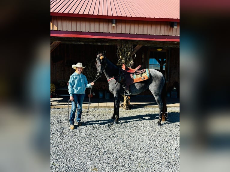 Tennessee walking horse Gelding 10 years 15 hh in Breeding, KY