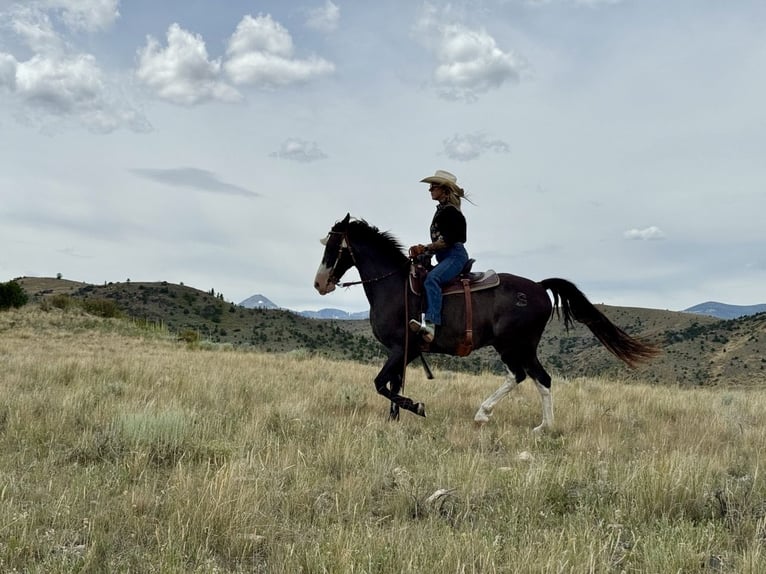 Tennessee walking horse Gelding 10 years 15 hh Sabino in Norris