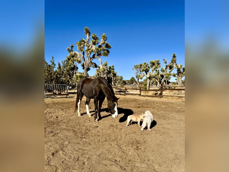 Tennessee walking horse Gelding 10 years 15 hh Sabino in Norris