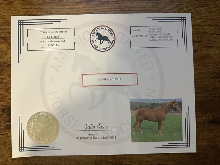 Tennessee walking horse Gelding 10 years 15 hh Sorrel in Park Hills