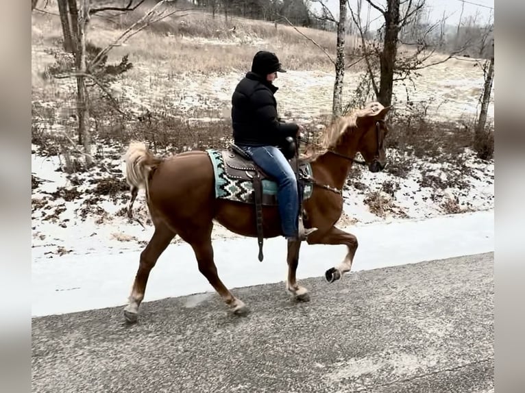 Tennessee walking horse Gelding 10 years 15,1 hh Sorrel in Mount Vernon