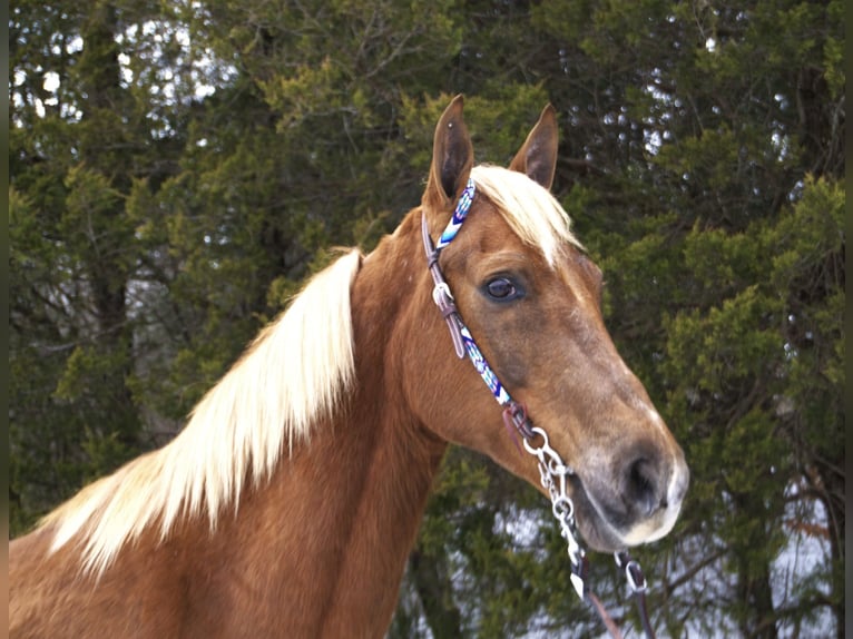 Tennessee walking horse Gelding 10 years 15,1 hh Sorrel in Mount Vernon
