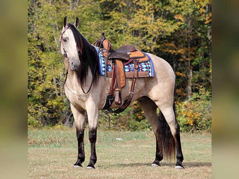 Tennessee walking horse Gelding 10 years 16,1 hh Buckskin in Corinth MS