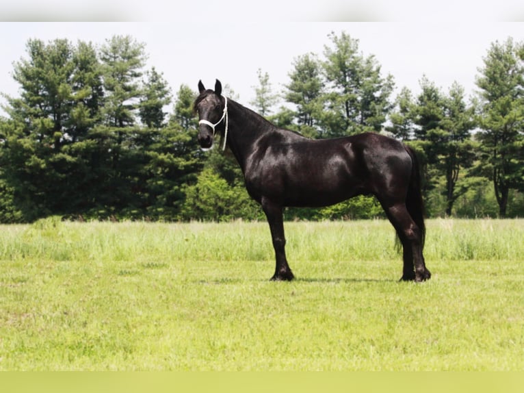 Tennessee walking horse Gelding 10 years Black in North Judson IN
