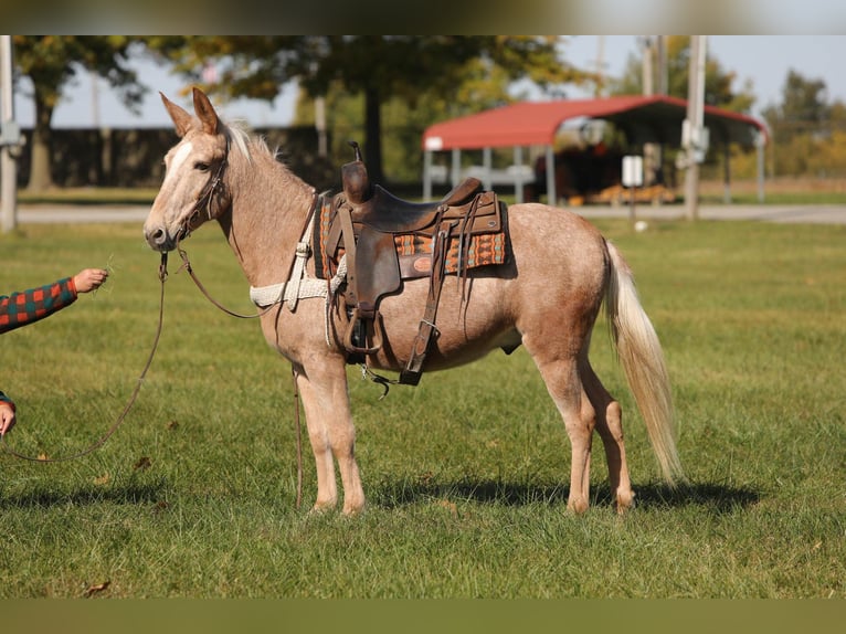 Tennessee walking horse Gelding 10 years Palomino in Effingham IL