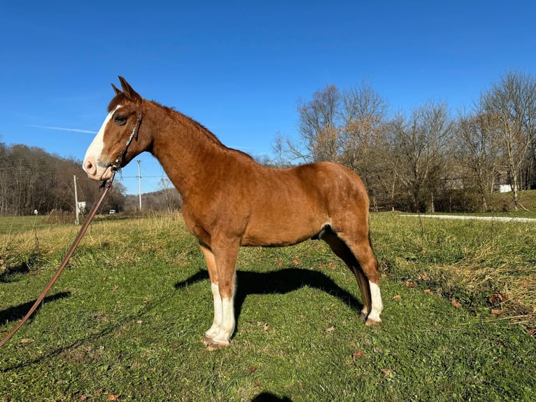 Tennessee walking horse Gelding 11 years 14,3 hh Roan-Bay in Moscow OH