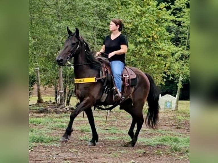 Tennessee walking horse Gelding 11 years 14 hh Black in Otis Orchards, WA