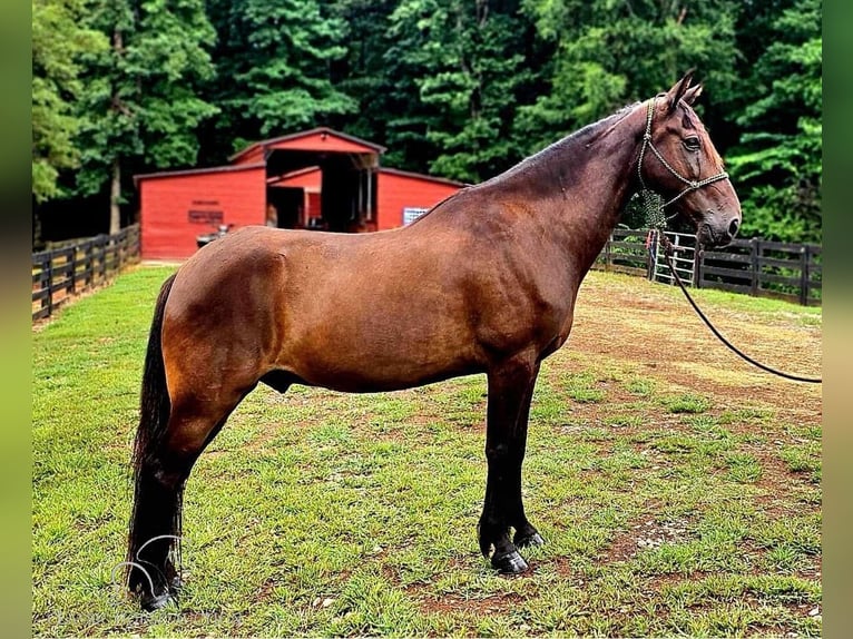 Tennessee walking horse Gelding 11 years 14 hh Black in Otis Orchards, WA