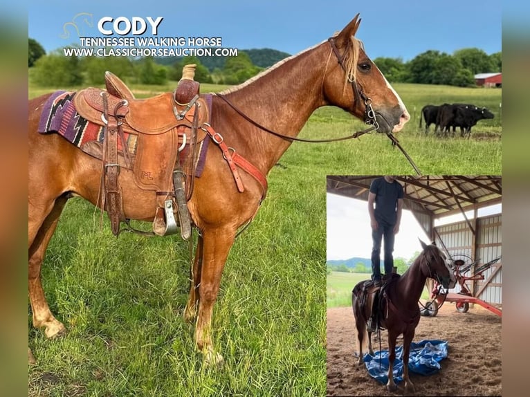 Tennessee walking horse Gelding 11 years 14 hh Sorrel in Tompkinsville, KY