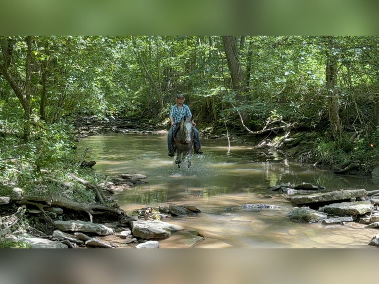 Tennessee walking horse Gelding 11 years 14,1 hh Gray in Moscow OH
