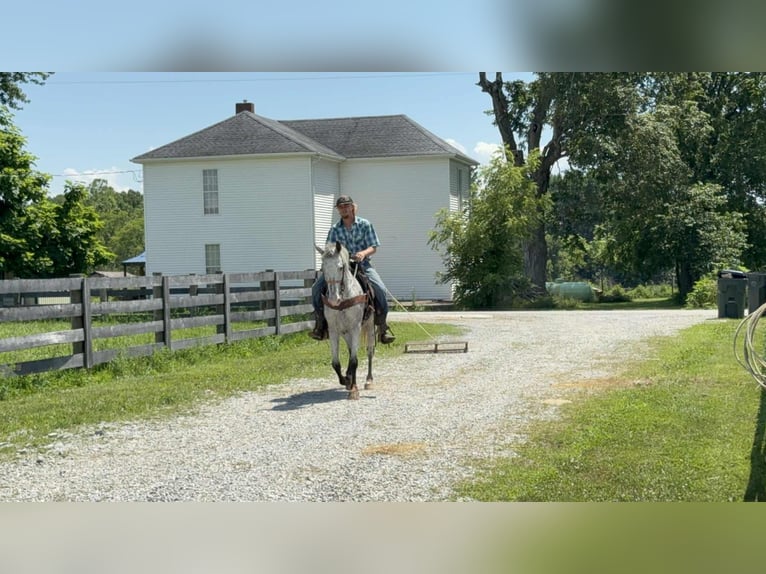 Tennessee walking horse Gelding 11 years 14,1 hh Gray in Moscow OH