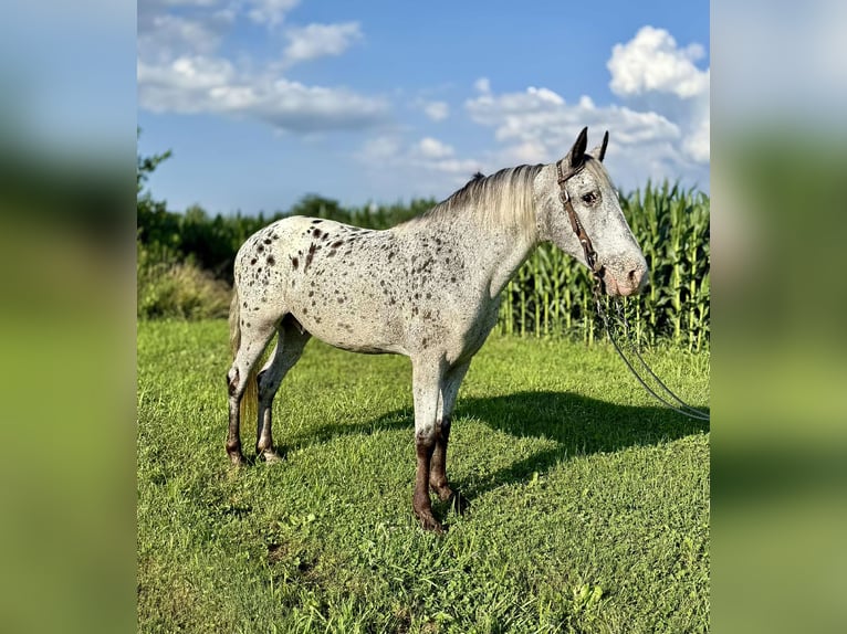 Tennessee walking horse Gelding 11 years 14,1 hh Gray in Moscow OH