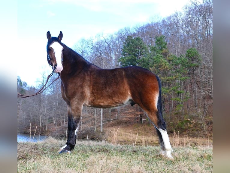 Tennessee walking horse Gelding 11 years 15,1 hh Roan-Bay in Salyersville KY