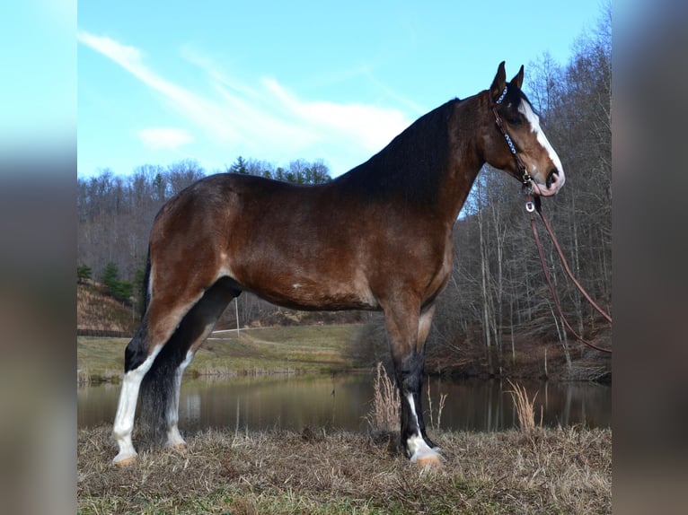 Tennessee walking horse Gelding 11 years 15,1 hh Roan-Bay in Salyersville KY