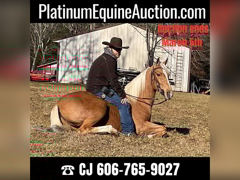Tennessee walking horse Gelding 11 years 15 hh Palomino in Whitley City KY
