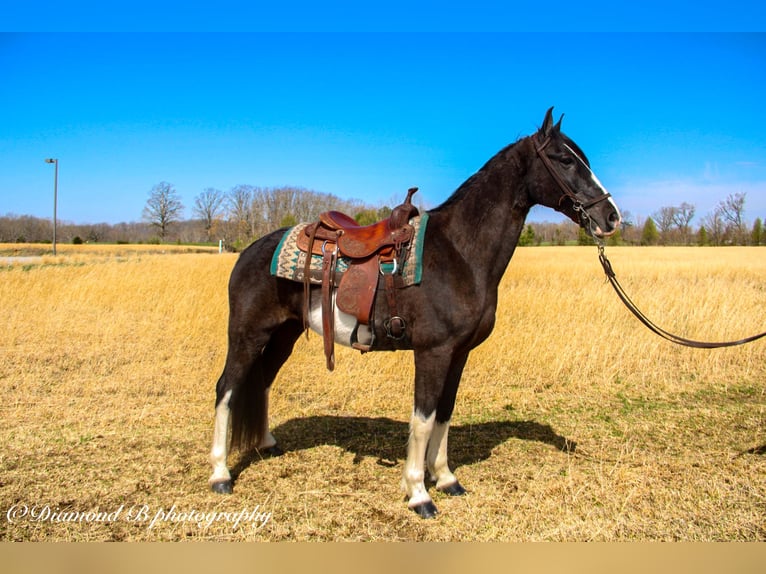 Tennessee walking horse Gelding 11 years 15,2 hh Black in Pine Knot