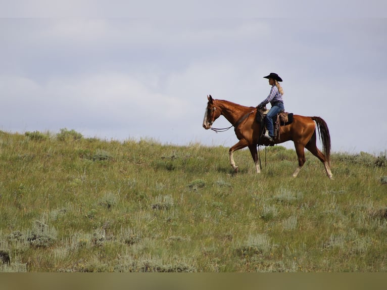 Tennessee walking horse Gelding 11 years 16 hh Chestnut in Nunn Co