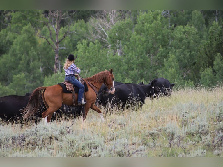 Tennessee walking horse Gelding 11 years 16 hh Chestnut in Nunn Co