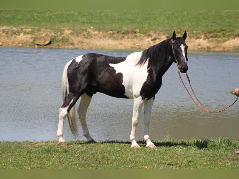 Tennessee walking horse Gelding 11 years 16 hh Tovero-all-colors in Whitley City KY