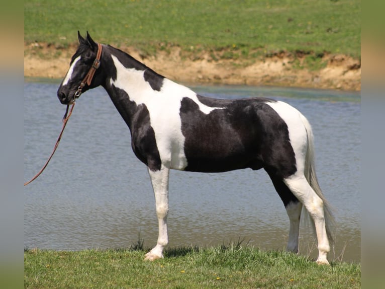 Tennessee walking horse Gelding 11 years 16 hh Tovero-all-colors in Whitley City KY