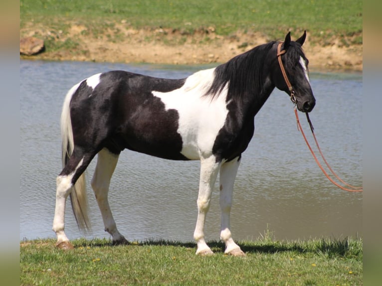 Tennessee walking horse Gelding 11 years 16 hh Tovero-all-colors in Whitley City KY