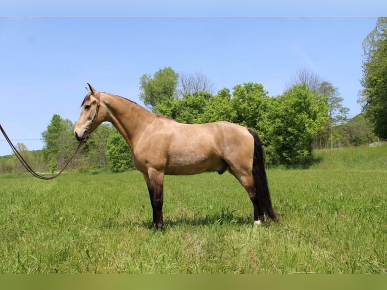 Tennessee walking horse Gelding 11 years Buckskin in Salyersville KY