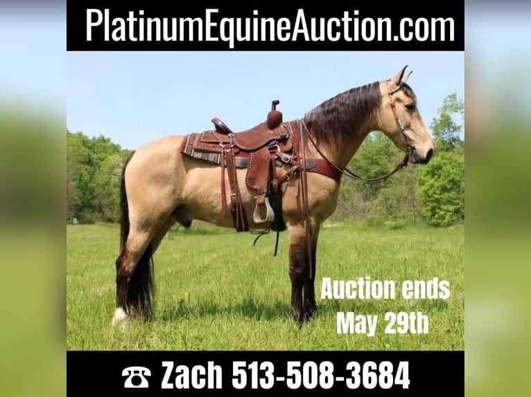 Tennessee walking horse Gelding 11 years Buckskin in Salyersville KY