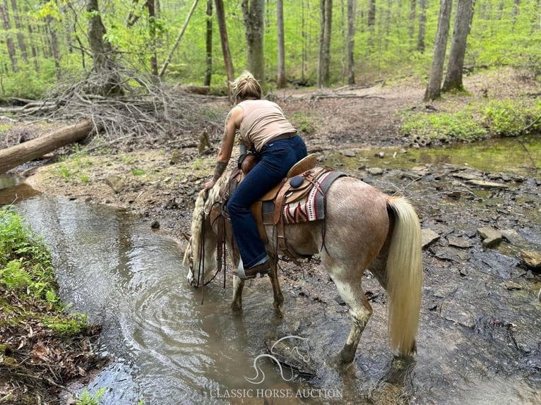 Tennessee walking horse Gelding 12 years 13 hh Roan-Red in Gerald, MO