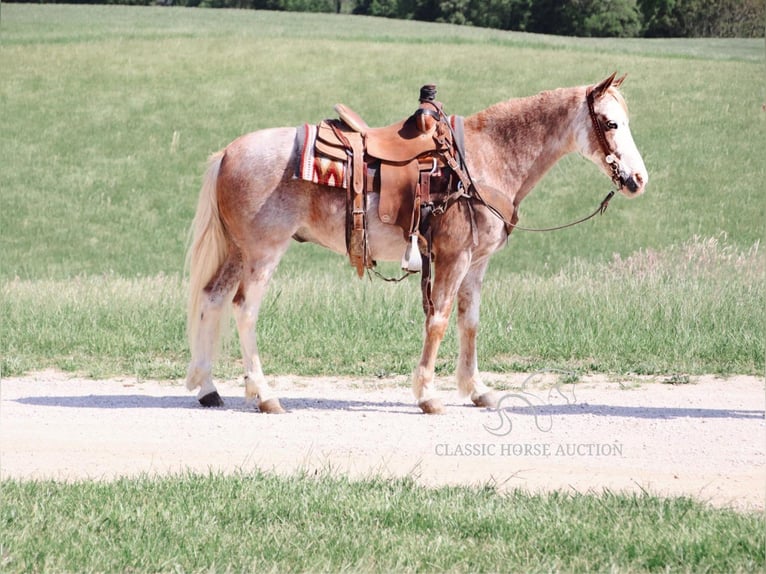 Tennessee walking horse Gelding 12 years 13 hh Roan-Red in Gerald, MO