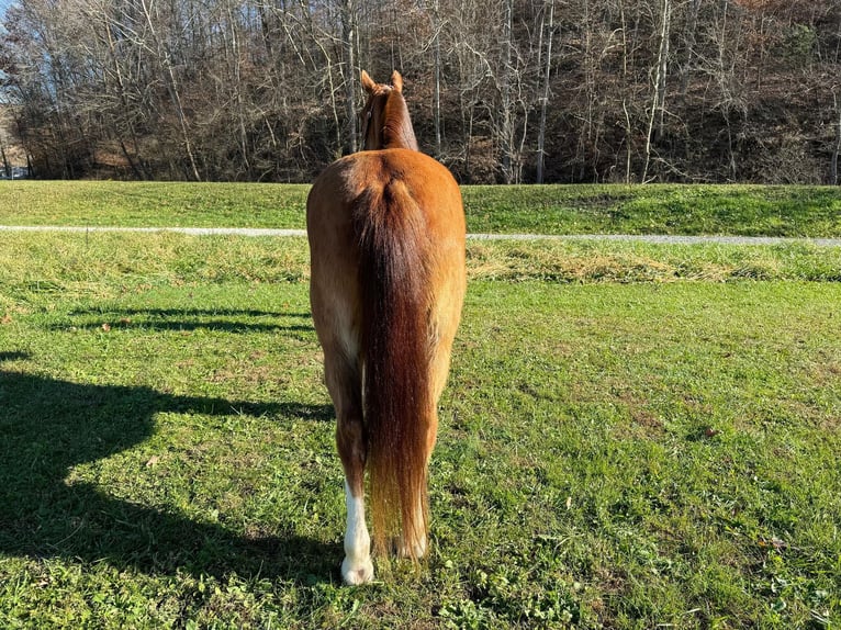 Tennessee walking horse Gelding 12 years 14,3 hh Roan-Bay in Moscow OH