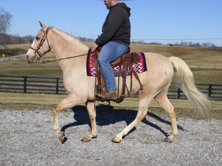 Tennessee walking horse Gelding 12 years 15,2 hh Palomino in Whitley City KY