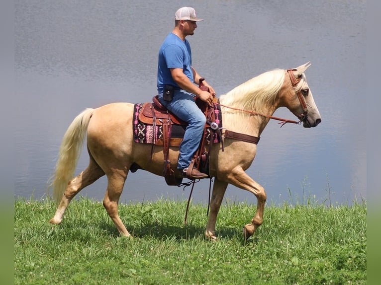 Tennessee walking horse Gelding 12 years 15,2 hh Palomino in Brodhead, Ky