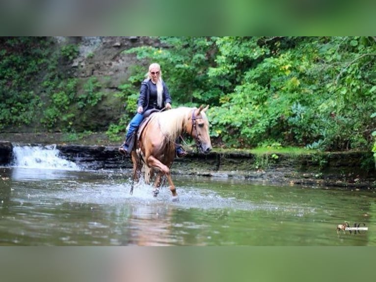 Tennessee walking horse Gelding 12 years 15.2 hh Palomino in North Bloomfield