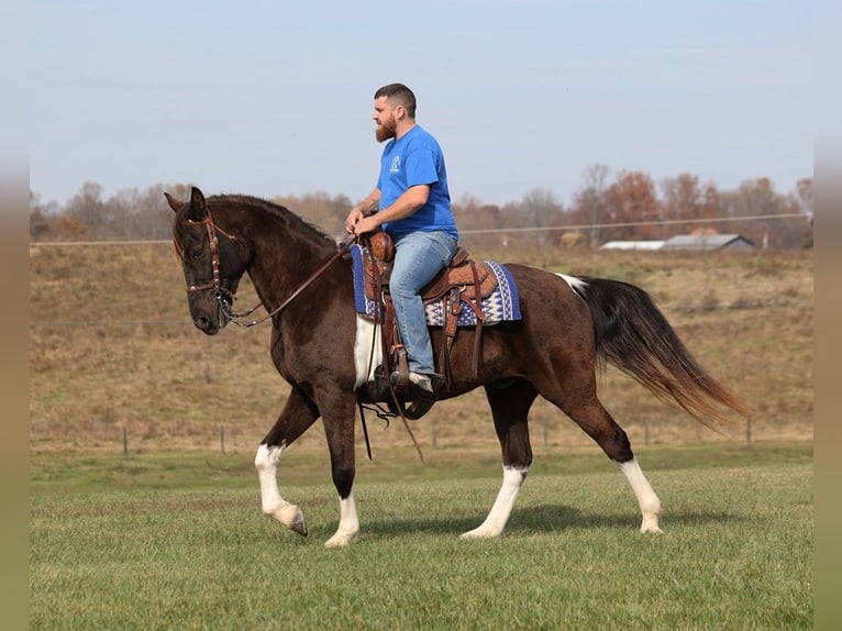 Tennessee walking horse Gelding 12 years 15,2 hh Tobiano-all-colors in Jamestown KY
