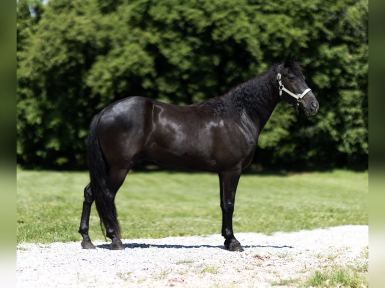 Tennessee walking horse Gelding 12 years 15 hh Black in Marble Hill