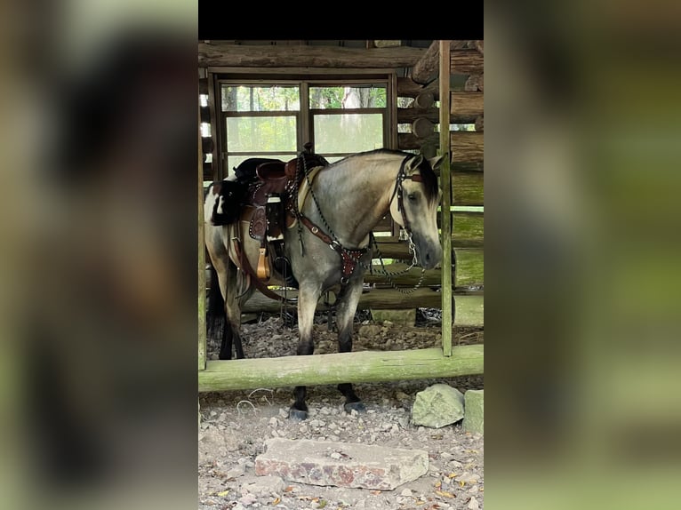 Tennessee walking horse Gelding 12 years 15 hh Buckskin in Petersburg, TN